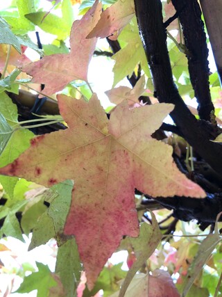 Amberboom Liquidambar styraciflua, Dakboom, Herfstverkleuring, ca. 220