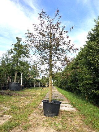 3x Sierappel Malus ‘Royalty’, Bloesemboom, Dieprode sierappels, ca. 3