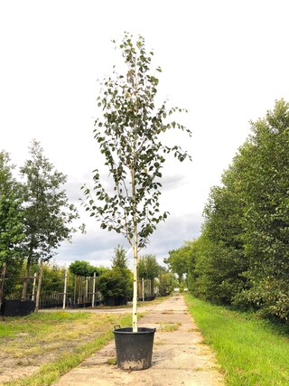 Himalayaberk Betula ‘Doorenbos’, Witte stam, ca. 4 m hoog
