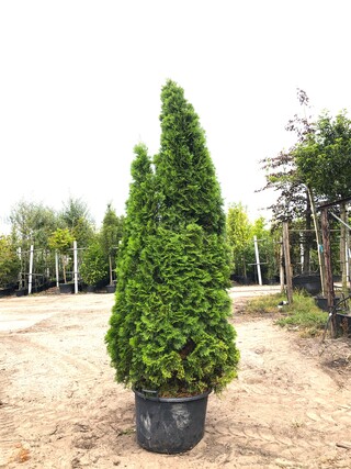 3x Koningsconifeer Thuja ‘Smaragd’, Solitair, Wintergroen, ca. 250 cm