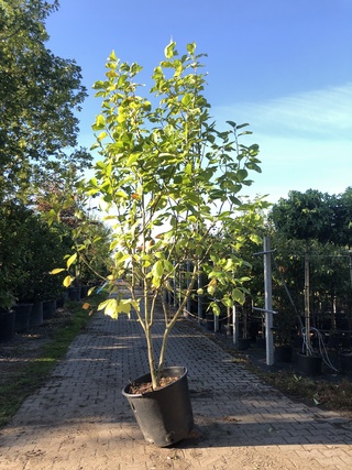 Beverboom Magnolia ‘Yellow River’, Meerstammig, Zachtgele bloei, ca. 2