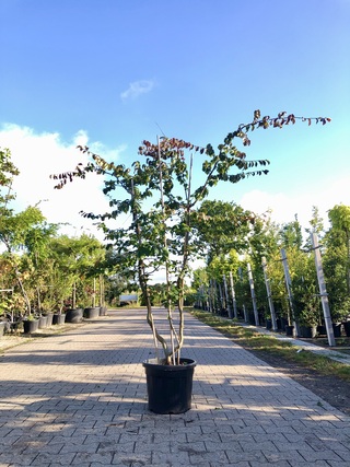 Perzisch ijzerhout Parrotia persica, Meerstammig, Rode herfstkleur, ca