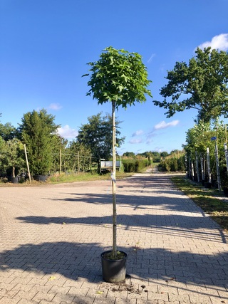 4x Amberboom Liquidambar ‘Gum Ball’, Bolboom, Herfstverkleuring, ca. 2