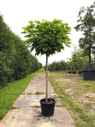2x Trompetboom Catalpa ‘Nana’, Bolboom, ca. 160 cm stamhoogte
