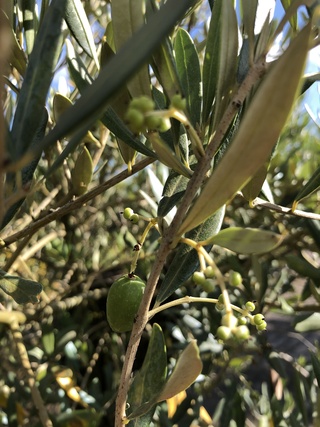 Olijfboom Olea europaea, Karakterboom, Bladhoudend in winter, ca. 150