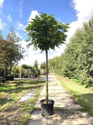 2x Trompetboom Catalpa ‘Nana’, Bolboom, ca. 180 cm stamhoogte