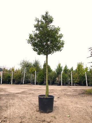 Portugese laurier Prunus ‘Angustifolia’, Wintergroen, ca. 350 cm hoog
