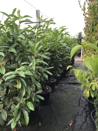 20x Laurierkers Prunus ‘Genolia’, Haagplant, Wintergroen, ca. 125 cm h