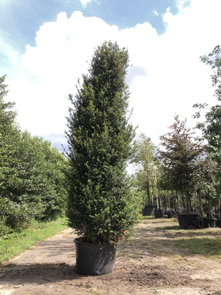 Venijnboom Taxus baccata, Zuilvorm, Wintergroen, ca. 350 cm hoog