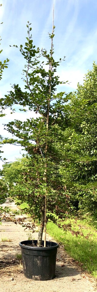 3x Beuk Fagus sylvatica, Haagplant, ca. 3 m hoog