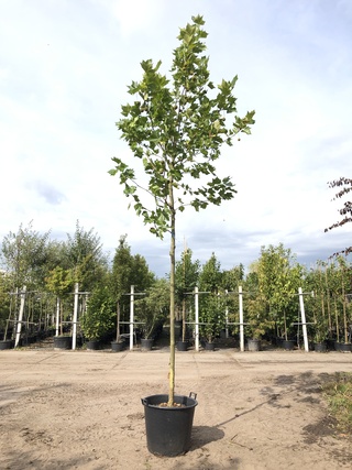 3x Plataan Platanus hispanica, ca. 4 m hoog