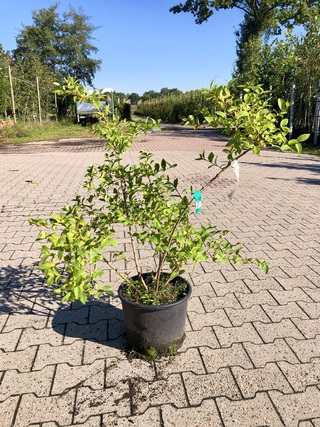 2x Winterkamperfoelie Lonicera fragrantissima, Sierheester, Winterbloe