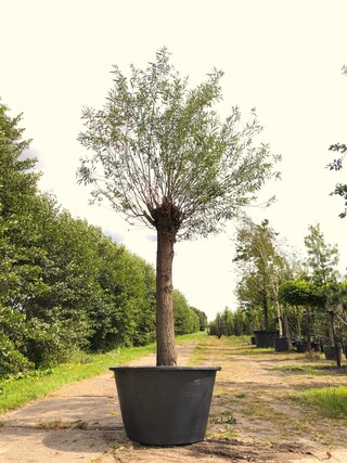 Schietwilg Salix alba, Knotboom, ca. 3 m hoog