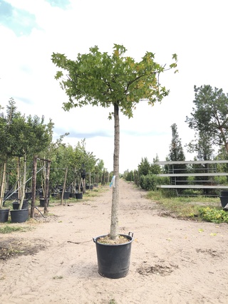 Amberboom Liquidambar styraciflua, Dakboom, Herfstverkleuring, ca. 220