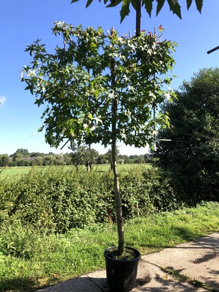 Amberboom Liquidambar styraciflua, Leiboom, Herfstverkleuring, ca. 150