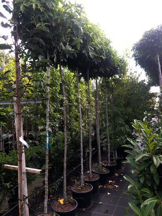 6x Amberboom Liquidambar ‘Gum Ball’, Bolboom, Herfstverkleuring, ca. 1