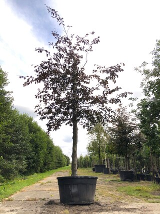 Rode beuk Fagus ‘Atropunicea’, Roodbladig, ca. 5 m hoog