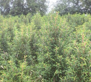 60x Portugese laurier Prunus ‘Angustifolia’, Haagplant, Wintergroen, c