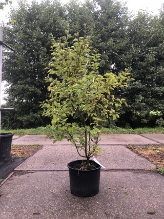 3x Dwergsering Syringa ‘Josée’, Sierheester, Roze bloei, ca. 125 cm ho