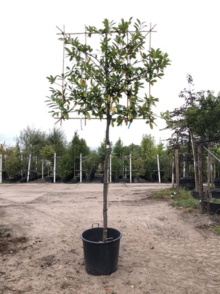 2x Laurierkers Prunus ‘Novita’, Leiboom, Wintergroen, ca. 180 cm stamh