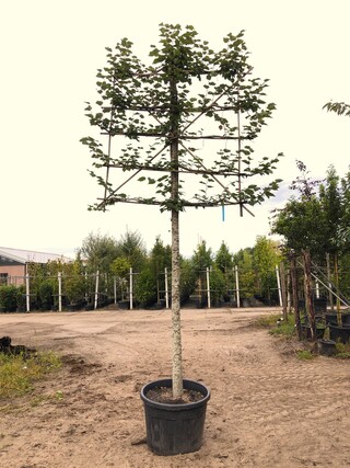 4x Winterlinde Tilia cordata, Leiboom, ca. 200 cm stamhoogte