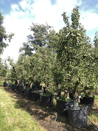 20x Perenboom Pyrus ‘Conference’, Karakterboom, Vruchtdragend, ca. 250