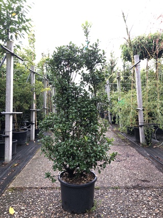 25x Hulst Ilex ‘Blue Prince’, Haagplant, Wintergroen, ca. 100-150 cm h