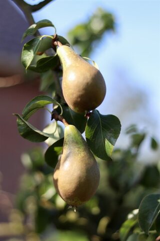 Perenboom Pyrus ‘Conference’, Fruitgaardboom, Vruchtdragend, ca. 2 m h