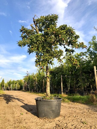 Mispel Mespilus germanica, Vruchtboom, Vruchtdragend, ca. 250 cm hoog