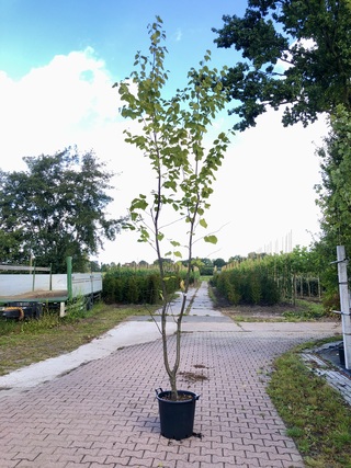 4x Japanse berk Betula maximowicziana, Meerstammig, ca. 250 cm hoog