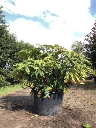 Mahonie Mahonia aquifolium, Solitair, Gele bloei, ca. 150 cm