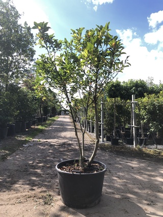 Magnolia Magnolia ‘Susan’, Meerstammig, Roze bloei, ca. 200 cm hoog