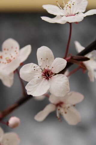 Kerspruim Prunus ‘Nigra’, Bloesemboom, Roodbladig, ca. 4 m hoog