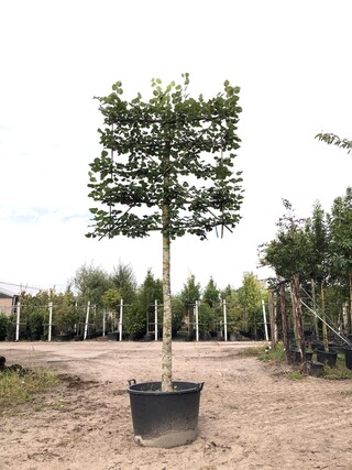 Winterlinde Tilia cordata, Leiboom, ca. 200 cm stamhoogte