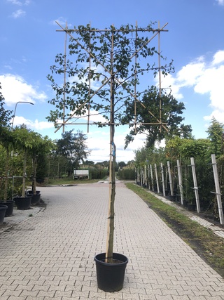 4x Haagbeuk Carpinus betulus, Leiboom, ca. 180 cm stamhoogte