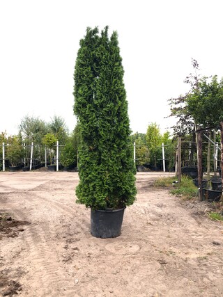 2x Koningsconifeer Thuja ‘Smaragd’, Solitair, Wintergroen, ca. 275 cm