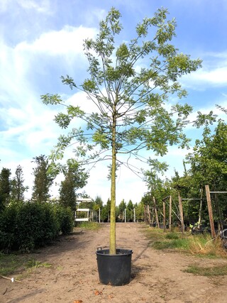 Honingboom Sophora japonica, Witte bloei, ca. 6 m hoog