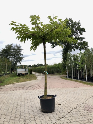 4x Witte moerbei Morus ‘Fruitless’, Dakboom, ca. 220 cm stamhoogte
