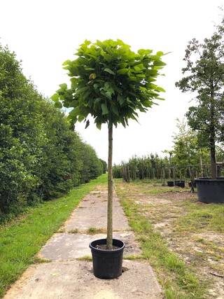 3x Trompetboom Catalpa ‘Nana’, Bolboom, ca. 220 cm stamhoogte