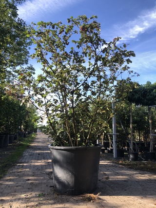 Sneeuwbal Viburnum carlcephalum, Meerstammig, Witte bloei, ca. 250 cm