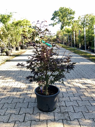 5x Japanse esdoorn Acer palmatum (in soorten), Prieelboom, Herfstverkl