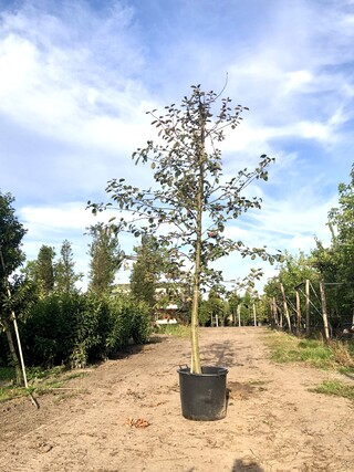 2x Sierappel Malus ‘Royalty’, Bloesemboom, Dieprode sierappels, ca. 3