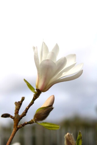 Japanse magnolia Magnolia kobus, Meerstammig, Witte bloei, ca. 5 m hoo