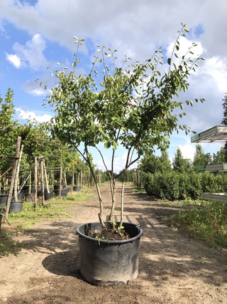 9x Krentenboompje Amelanchier lamarckii, Meerstammig, Witte bloesem, c