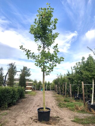 2x Amerikaanse tulpenboom Liriodendron tulipifera, Gele herfstkleur, c