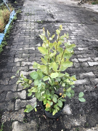 50x Bosplantsoen Euonymus, Viburnum, Amelanchier, Cornus, Aronia, Sier