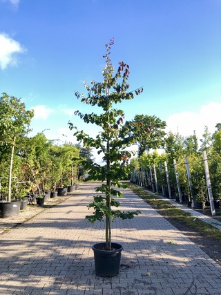 3x Perzisch ijzerhout Parrotia ‘Bella’, Zuilvorm, Rode herfstkleur, ca