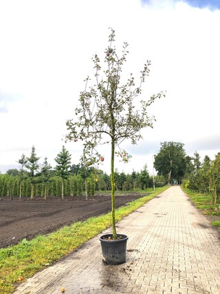 Appelboom Malus ‘Rode Jonathan’, Hoogstam, Vruchtdragend, ca. 4 m hoog