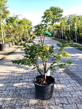 5x Japanse esdoorn Acer palmatum (in soorten), Prieelboom, Herfstverkl