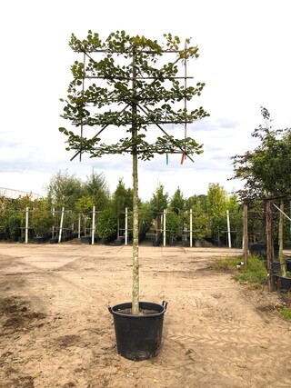 3x Winterlinde Tilia cordata, Leiboom, ca. 200 cm stamhoogte